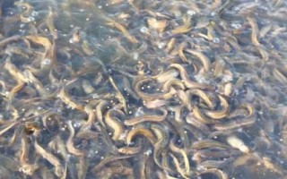 養(yǎng)殖泥鰍所需環(huán)境，需從水庫、江河、湖泊中獲取干凈的水源