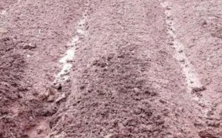 茄子的適宜種植時(shí)間，初春和初秋都可以