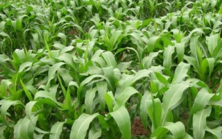 甘農(nóng)211玉米種子簡(jiǎn)介，種植密度每畝5000株