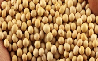 九農(nóng)35大豆品種簡(jiǎn)介，適宜播期為4月底至5月初