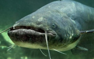 管付千又魚(yú)鉤適合釣?zāi)男~(yú)，適合釣海魚(yú)、黃顙魚(yú)和鯰魚(yú)等