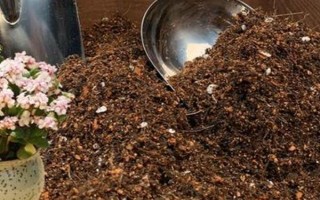 雅樂之舞如何養(yǎng)殖，澆水可采取見干見濕的方法