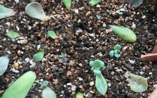 葉插移栽到盆里的時間，小苗直徑長到2-5厘米的時候便可移栽