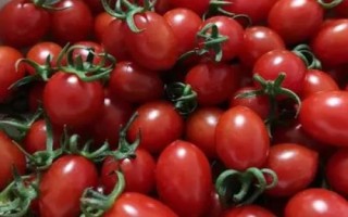 夏季哪些蔬菜可以露天種植，包括小白菜、空心菜、番茄、茄子等品種