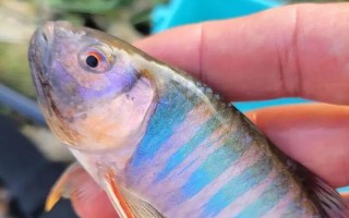 桃花魚和馬口魚有什么區(qū)別，魚嘴和魚身均不同