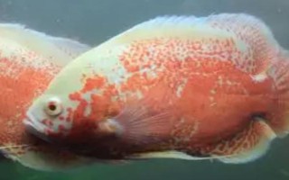 地圖魚(yú)不愛(ài)游的原因，可能是氣溫低或患病了