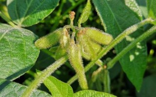 中黃328大豆品種的特性，4月下旬至5月初播種