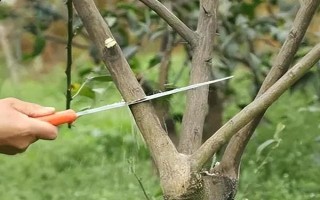 柑橘病蟲害防治辦法，常見的有瘡痂病、潰瘍病等