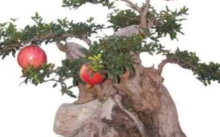 新移栽石榴樹的注意事項(xiàng)，一年四季都可以進(jìn)行移栽