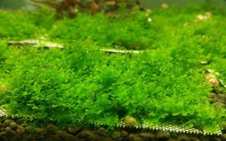 什么水草好養(yǎng)，常見(jiàn)的有綠菊、大寶塔、水蘭等