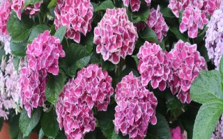 如何讓繡球花多開(kāi)花，將溫度保持在20℃可促進(jìn)花朵開(kāi)放