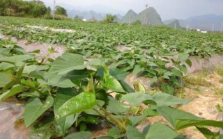 紫薯如何育苗，將種薯排放在苗床上、再覆土施肥并做好管理