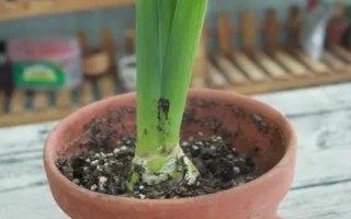 夏天怎么養(yǎng)風(fēng)信子，花謝后就要養(yǎng)好球莖