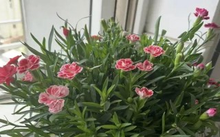 怎么預(yù)防康乃馨爛根，控制澆水量、讓土壤保持透氣有助于根系生長(zhǎng)