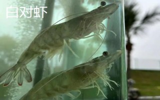蝦對水質(zhì)的要求，不同品種對酸堿值的要求有區(qū)別