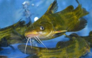 黃顙魚的產(chǎn)地，長江中下游的河流湖泊中較多