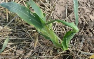 登海1855玉米品種的特性，每畝種植密度4500株