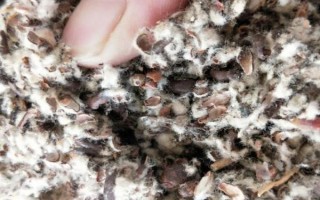 平菇銹斑病怎么防治，需通風降濕、噴施石灰水或漂白粉溶液