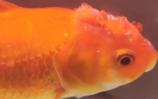 金魚頭瘤破的原因，一般是魚群互斗導(dǎo)致的