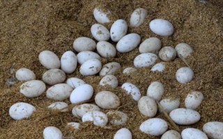 鵝是不是素食動(dòng)物，以青草、飼料、谷類(lèi)等素食為食