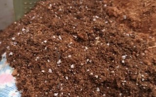 什么時(shí)候種植佛手瓜，在4-5月份種植可提高成活率