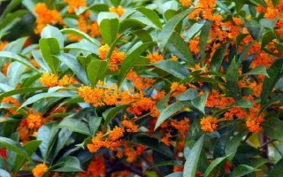 后院種桂花有何含義，無特殊含義可用來觀賞和乘涼