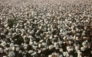 碩雜棉1號棉花種子簡介，地膜棉4月15日前后播種
