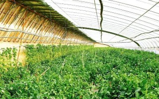 種植辣椒是否要授粉，屬于自花授粉作物、無需人工授粉