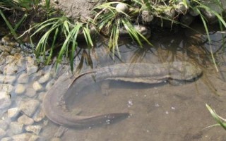 娃娃魚屬于什么動物，長得像魚但卻不是魚