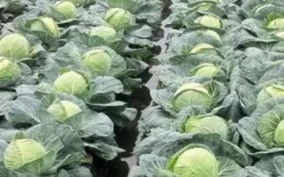常見(jiàn)的十字花科作物，包括蘿卜、白菜、芥菜等品種