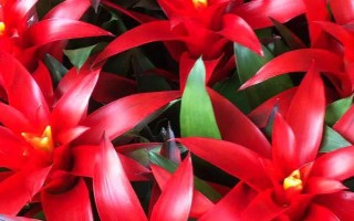 鴻運(yùn)當(dāng)頭怎樣催花，可以對(duì)植株進(jìn)行修剪