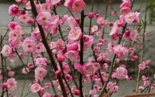 開花很香的樹有哪些，這5種在生活中非常常見