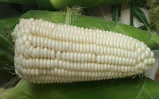 高油玉808玉米品種簡介，高抗大斑病
