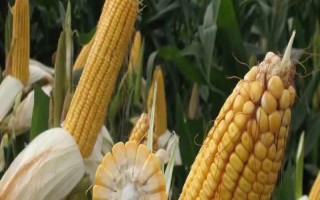 吉德359玉米種子特征特性，中抗莖腐病