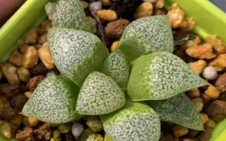 多肉受凍化水如何處理，剪除受凍部位并涂抹多菌靈、再轉(zhuǎn)移到適宜環(huán)境中
