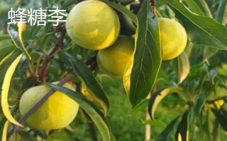 綠色的李子品種，常見的有蜂糖李、脫骨李等