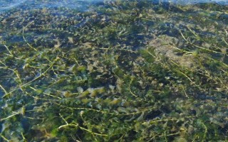輪葉黑藻芽孢的種植方法，12月至次年的3月份種植