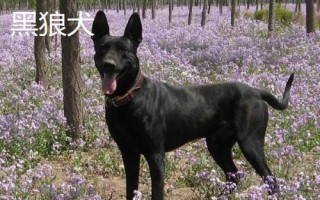 農(nóng)村適合養(yǎng)什么狗，根據(jù)需求和實(shí)用性來選擇