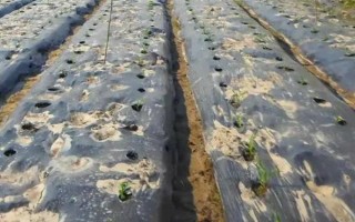 地膜玉米施肥技術(shù)，植株長到第三片完全葉展開時(shí)追施提苗肥