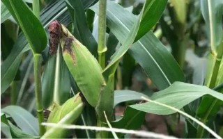 安農(nóng)591玉米種介紹，種植密度為每畝4000株