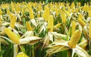 正紅412玉米種子簡介，注意防治絲黑穗病