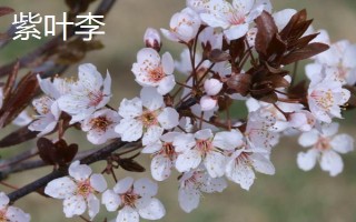 開(kāi)粉色花的樹(shù)有哪些品種，常見(jiàn)的有桃樹(shù)、櫻花樹(shù)和海棠等