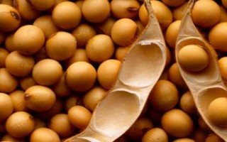 受歡迎的大豆品種有哪些，常見的有中黃35、中黃301等