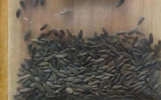 油麥菜有沒(méi)有種子，植株由種子發(fā)育而來(lái)