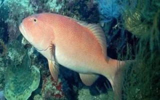 石斑魚(yú)的種類(lèi)，種類(lèi)繁多分布在不同地區(qū)