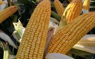 開玉6號玉米種子特征特性，普通組平均生育期102.9天