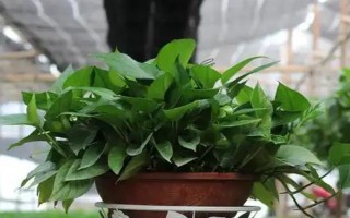 綠蘿的寓意，寓意堅韌和善良
