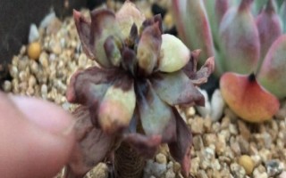 多肉受凍化水如何處理，剪除受凍部位并涂抹多菌靈、再轉(zhuǎn)移到適宜環(huán)境中