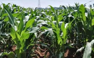 農(nóng)華106玉米種子簡介