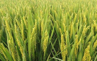 遷粳29號(hào)水稻種子簡(jiǎn)介，大田用種量每畝3~4公斤